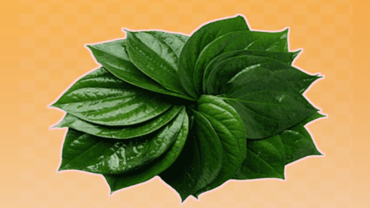  पत्ता नही खरा सोना है ये - 1 पत्ता ही काफी है | 90 साल तक शरीर स्वस्थ रहेगा | Betel Leaf benifits